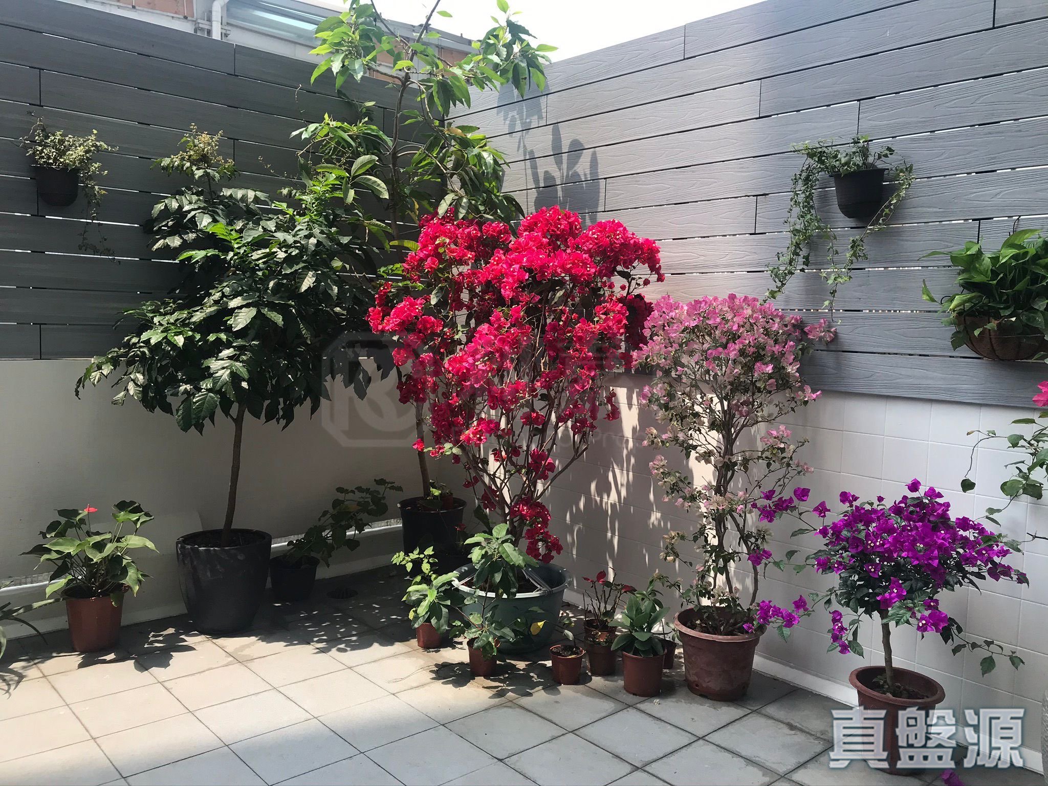 城市花園 2期 8座