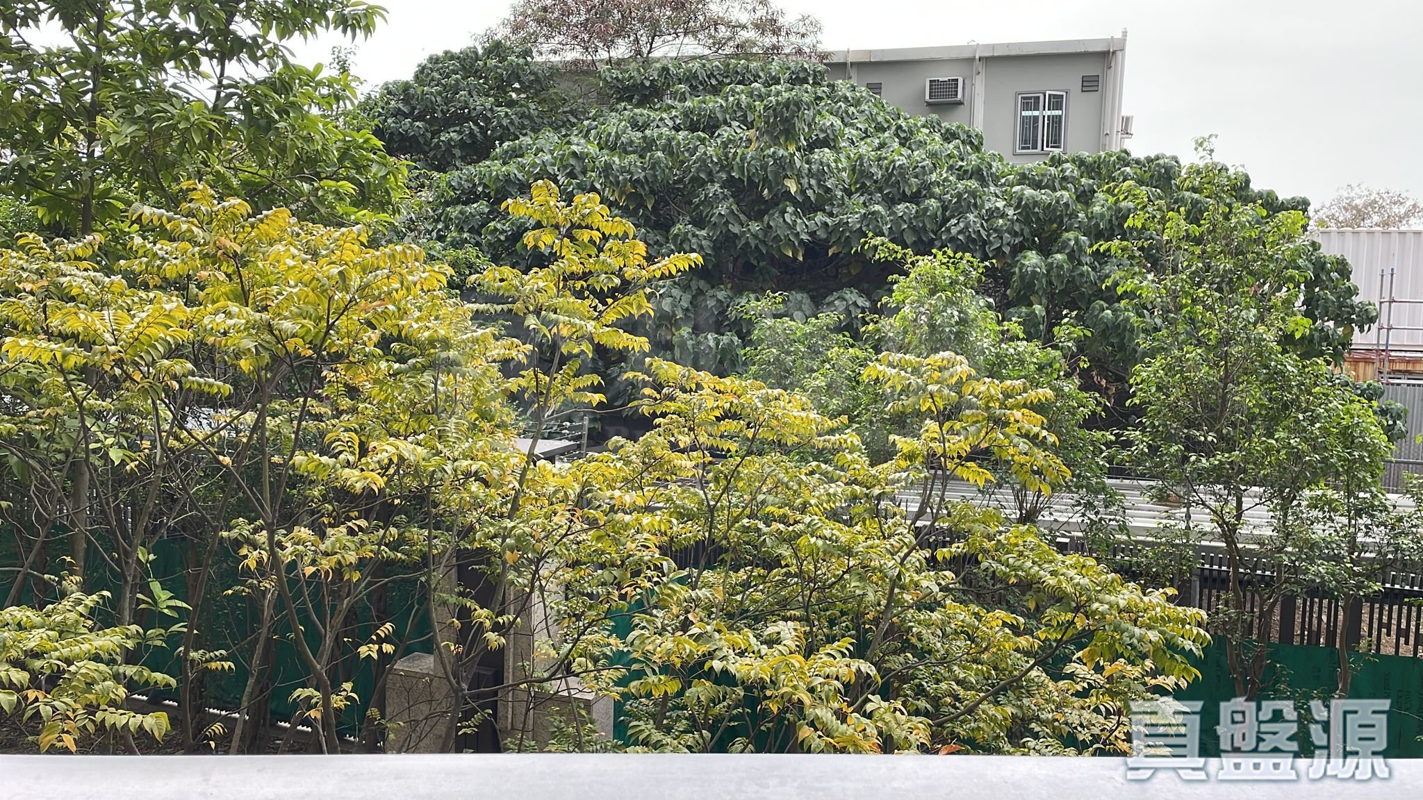 天铸 1期 8座 低层 A室 何文田/京士柏/九龙塘/又一村