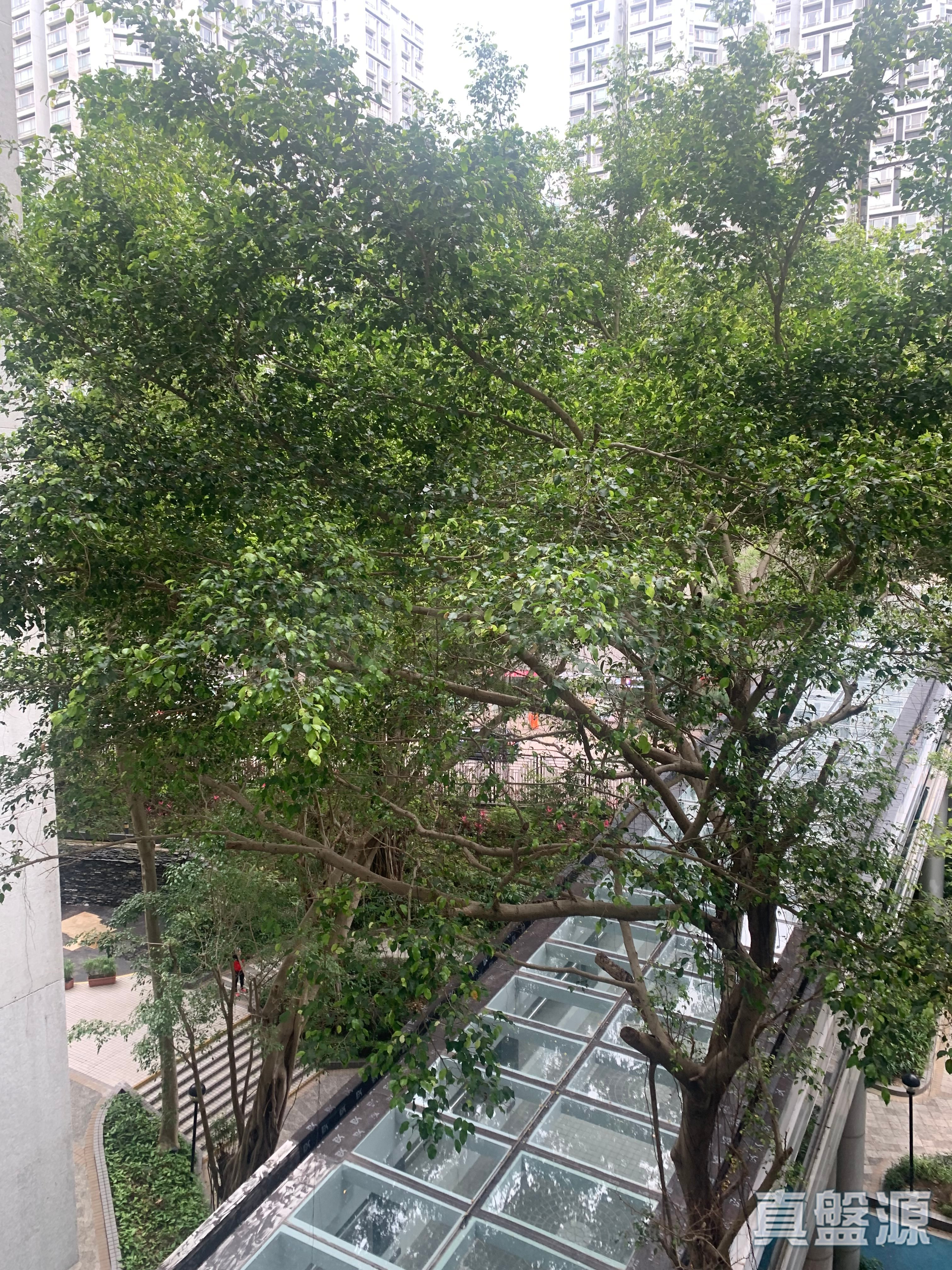 麗港城 4期 18座