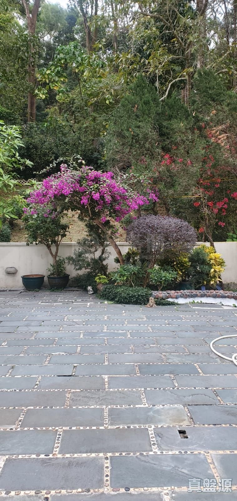 龍成堡 洋房82A 低層 大埔